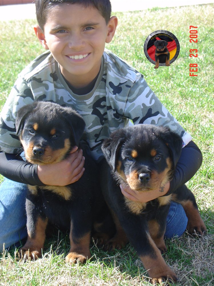 dkv-rottweilers-rottweiler-puppies-for-sale-carlos-uno-umbro