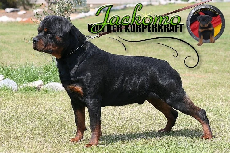 dkv-rottweilers-rottweiler-puppies-for-sale-jackamo-von-der-korperkraft-5