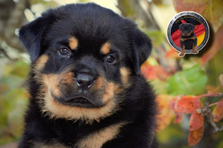 https://www.german-rottweiler-puppies-for-sale.com